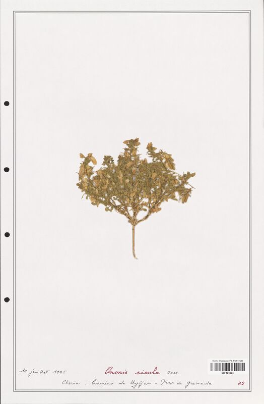 Ononis sicula  (Fabaceae)