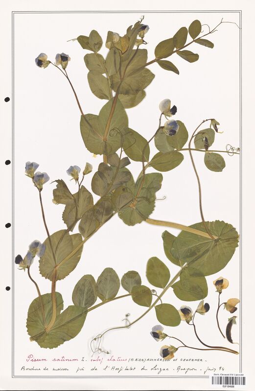 Pisum sativum  (Fabaceae)