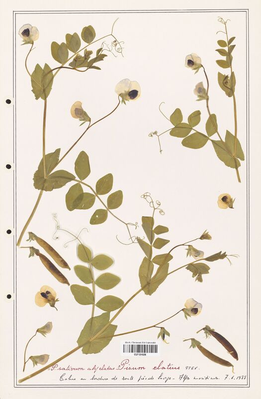 Pisum elatius  (Fabaceae)