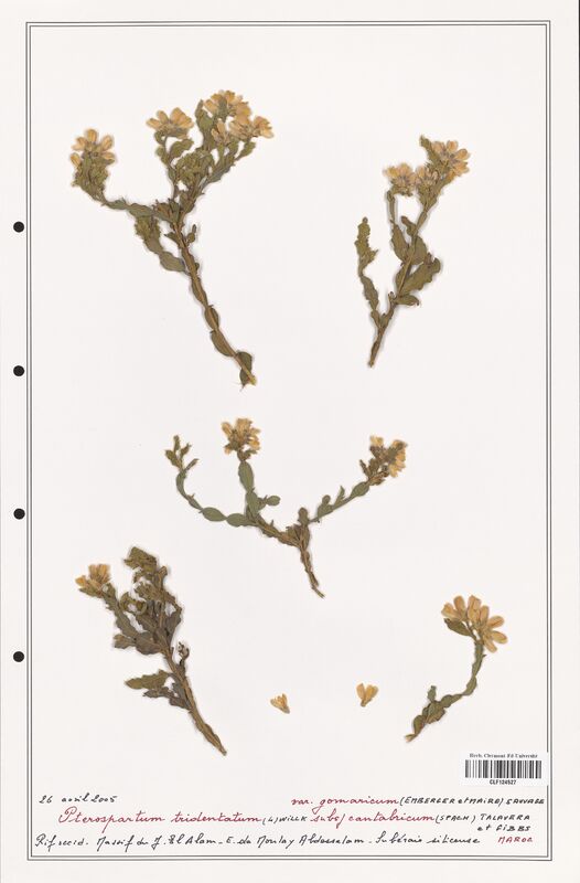 Pterospartum tridentatum  (Fabaceae)