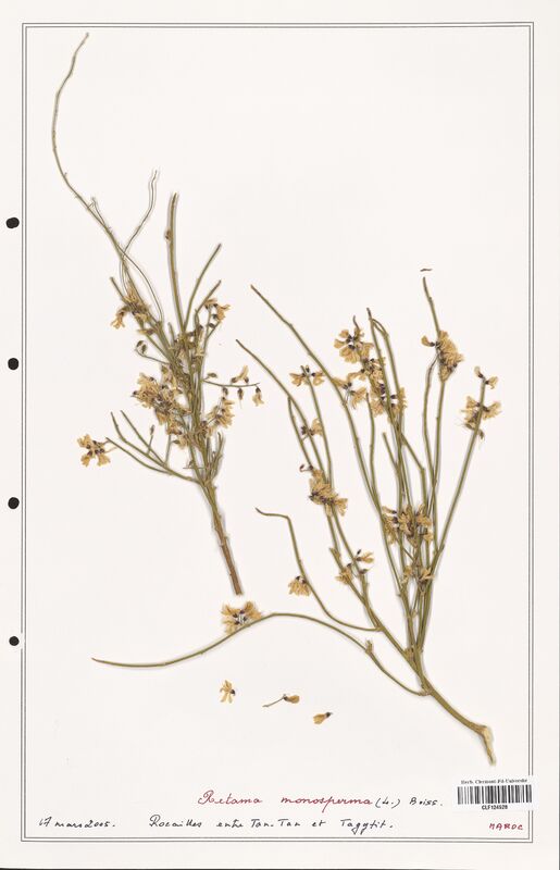 Retama monosperma  (Fabaceae)