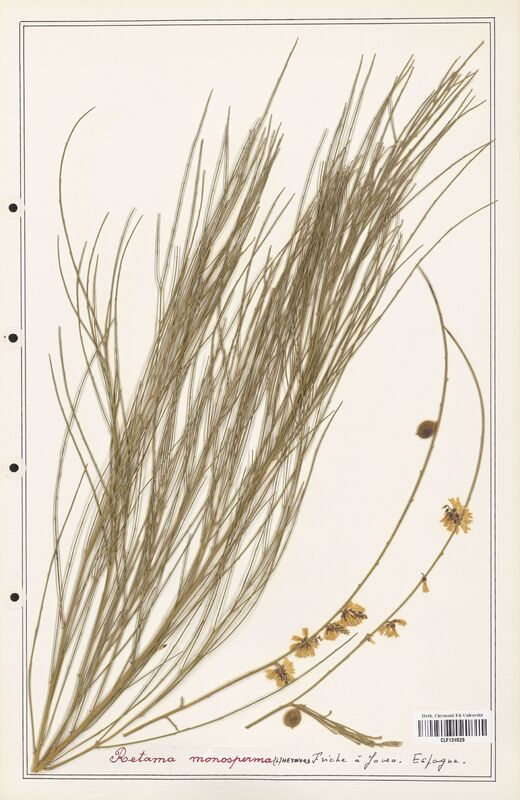Retama monosperma  (Fabaceae)