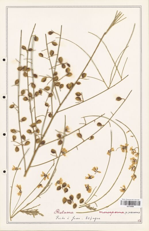 Retama monosperma  (Fabaceae)