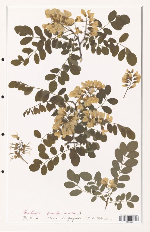 Robinia pseudo_acacia  (Fabaceae)