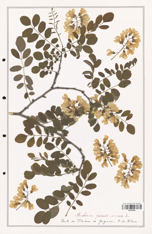 Robinia pseudo_acacia  (Fabaceae)