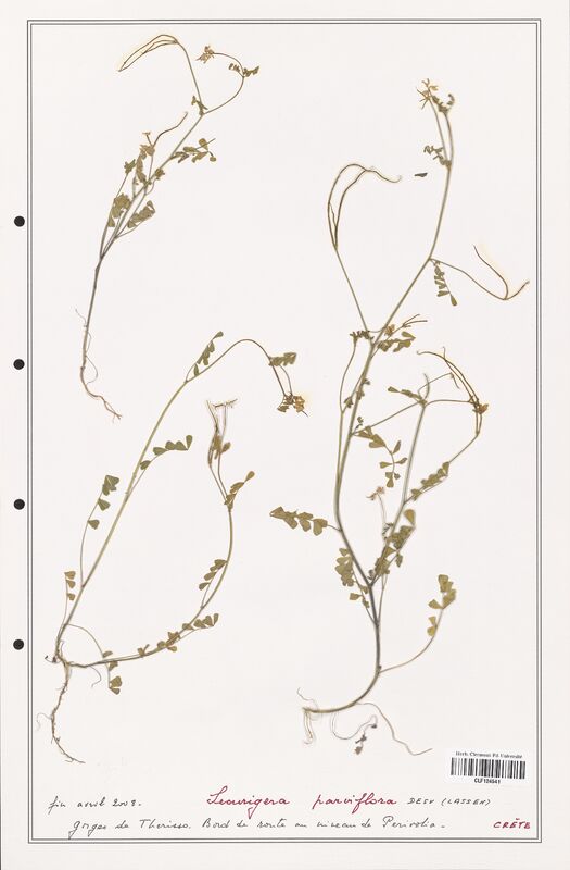 Securigera parviflora  (Fabaceae)