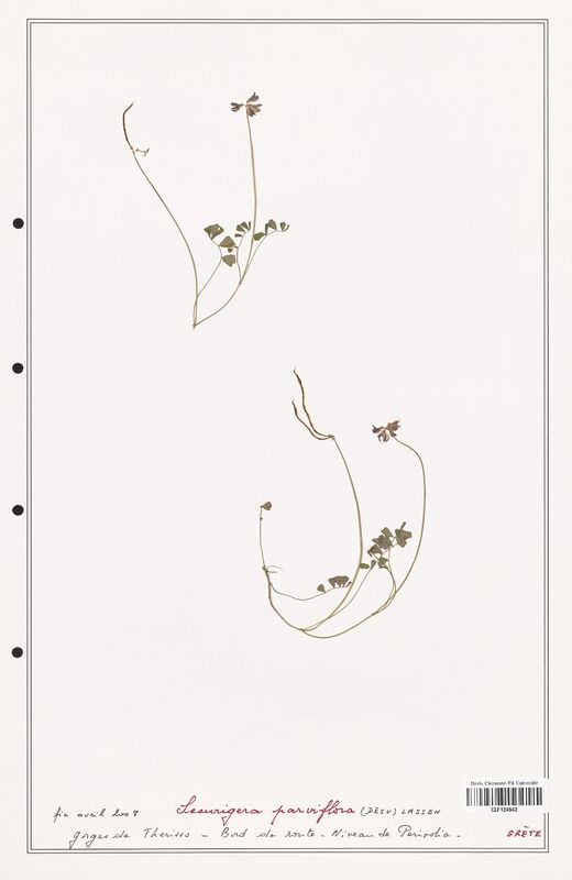 Securigera parviflora  (Fabaceae)