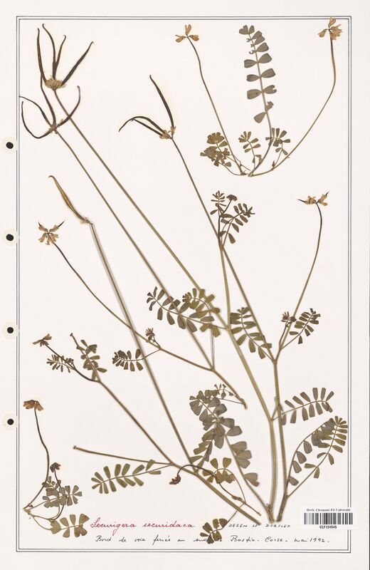 Securigera securidaca  (Fabaceae)
