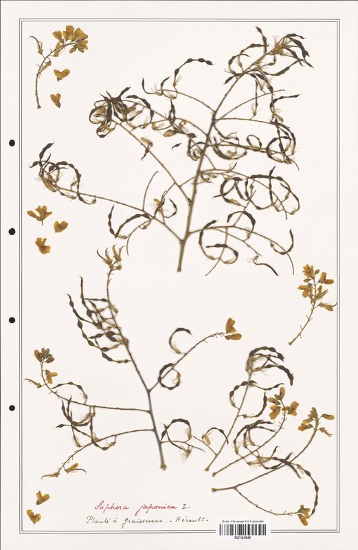 Sophora japonica  (Fabaceae)
