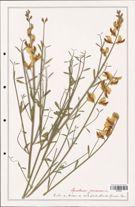 Spartium junceum  (Fabaceae)