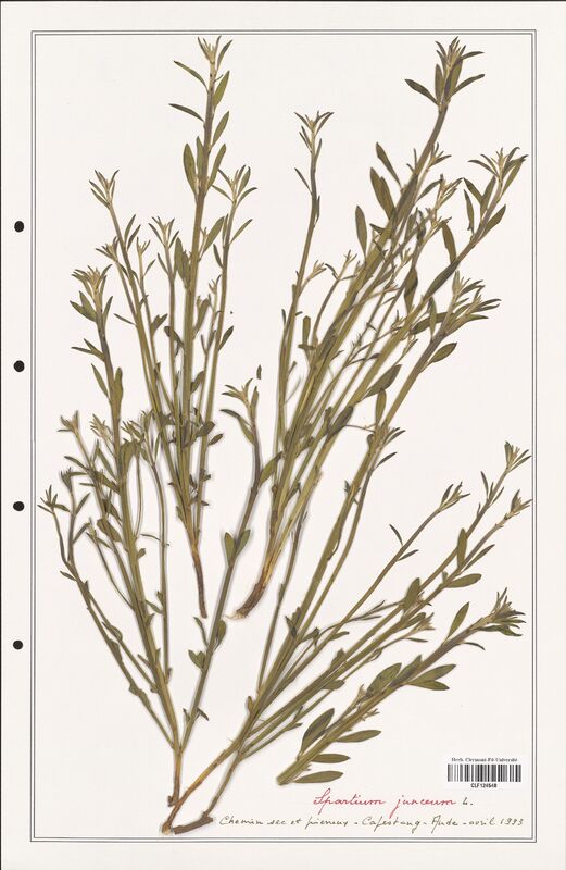 Spartium junceum  (Fabaceae)