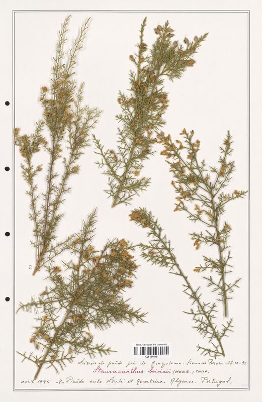 Stauracanthus boivinii  (Fabaceae)