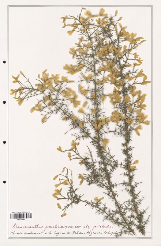 Stauracanthus genistoides  (Fabaceae)