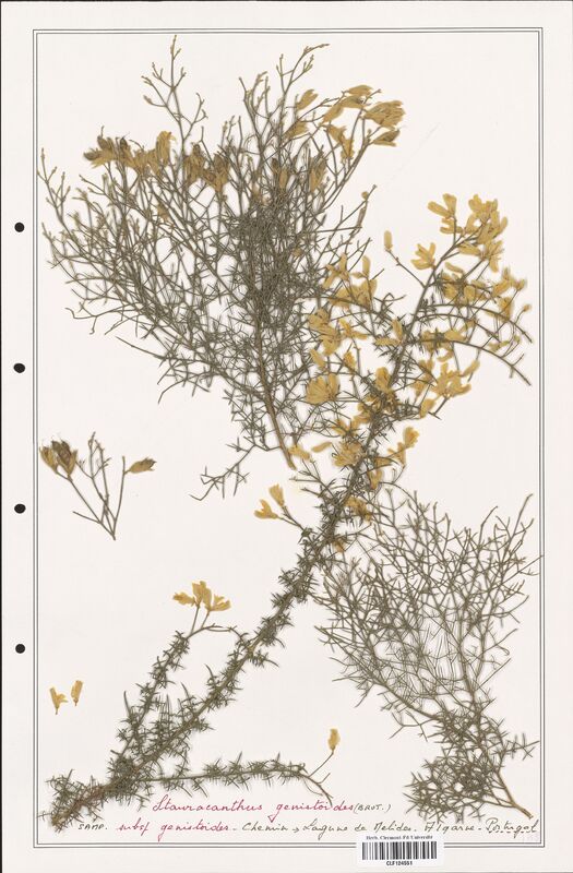 Stauracanthus genistoides  (Fabaceae)