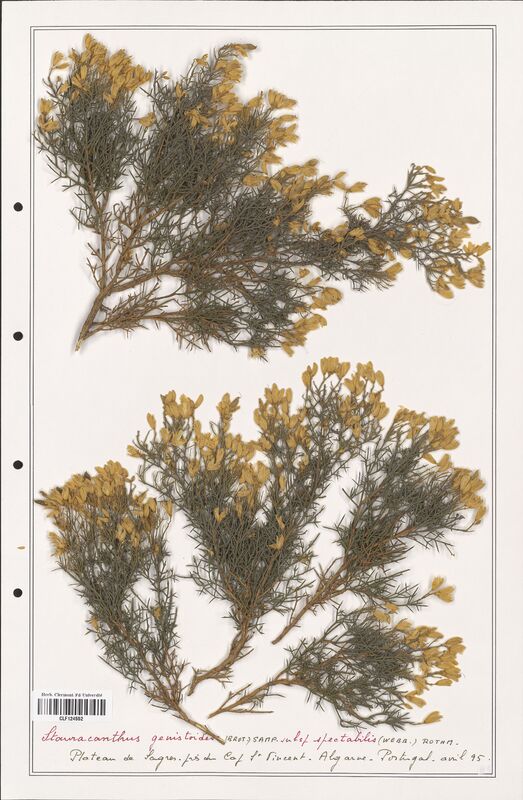 Stauracanthus genistoides  (Fabaceae)