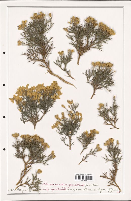 Stauracanthus genistoides  (Fabaceae)