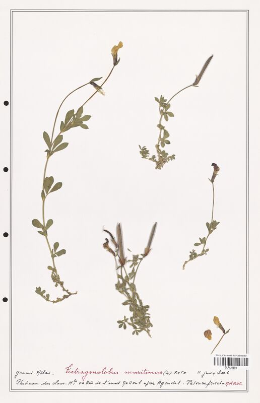 Tetragonolobus maritimus  (Fabaceae)