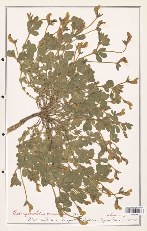 Tetragonolobus maritimus  (Fabaceae)