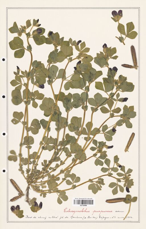 Tetragonolobus purpureus  (Fabaceae)