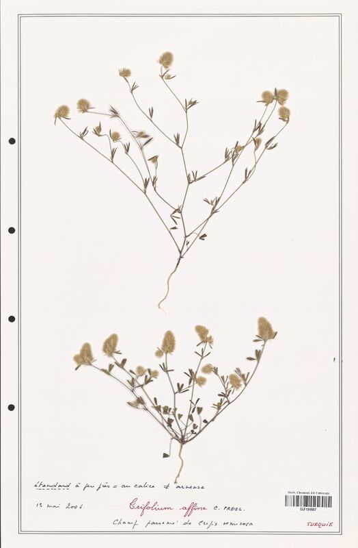Trifolium affina  (Fabaceae)