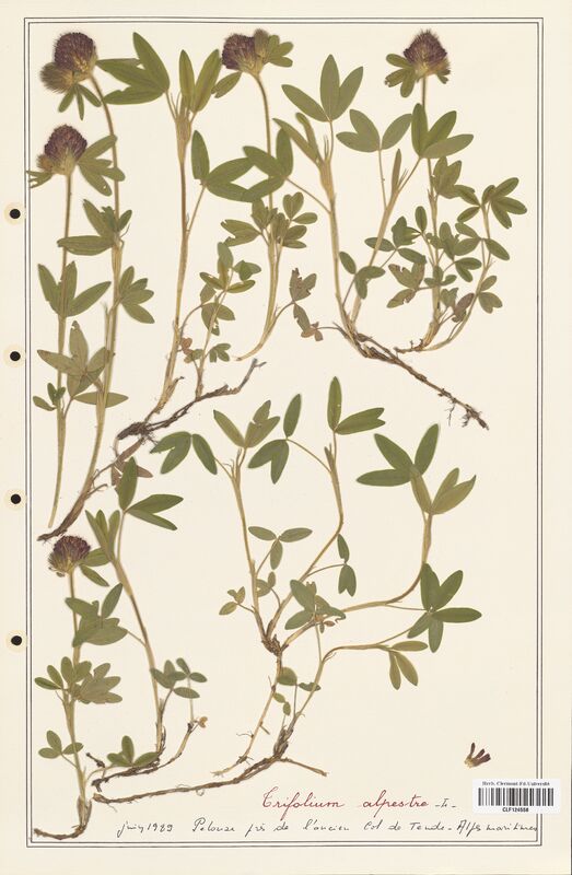 Trifolium alpestre  (Fabaceae)