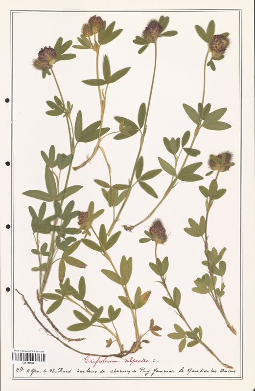 Trifolium alpestre  (Fabaceae)