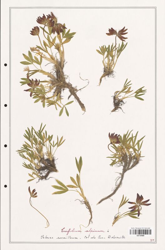 Trifolium alpinum  (Fabaceae)