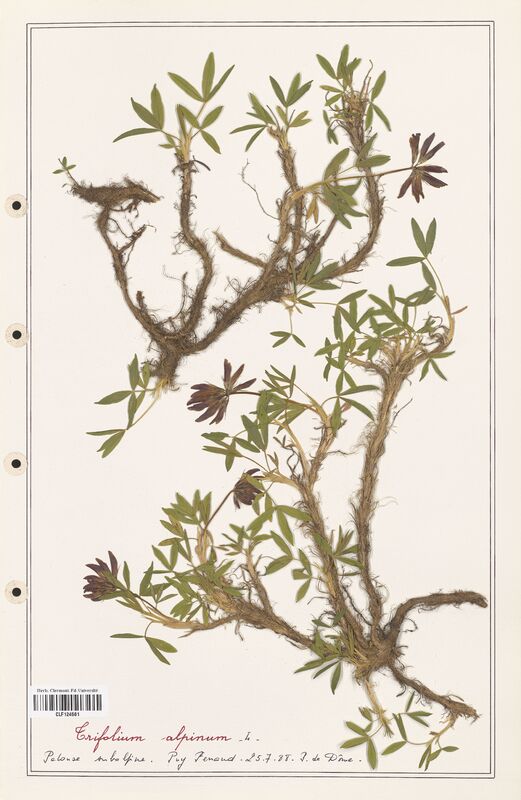 Trifolium alpinum  (Fabaceae)