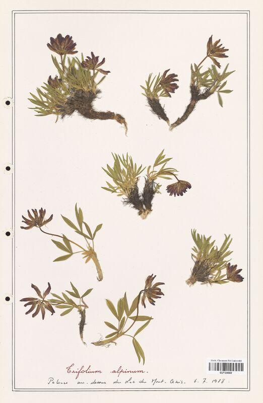 Trifolium alpinum  (Fabaceae)