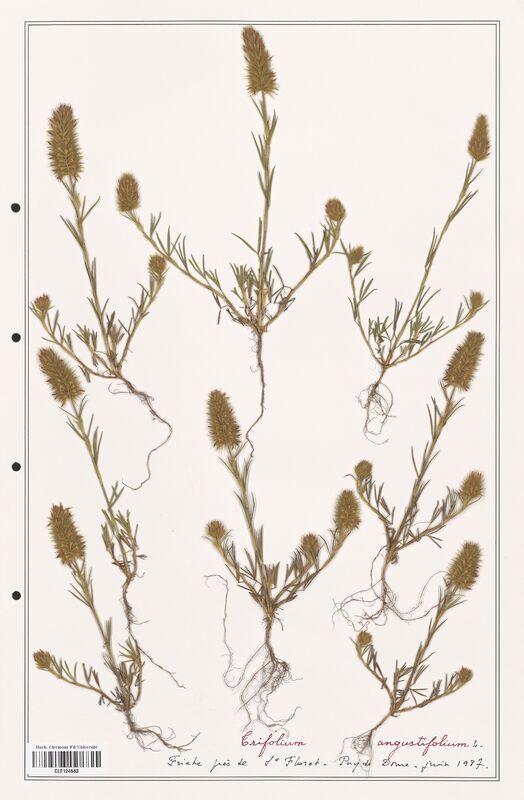 Trifolium angustifolium  (Fabaceae)