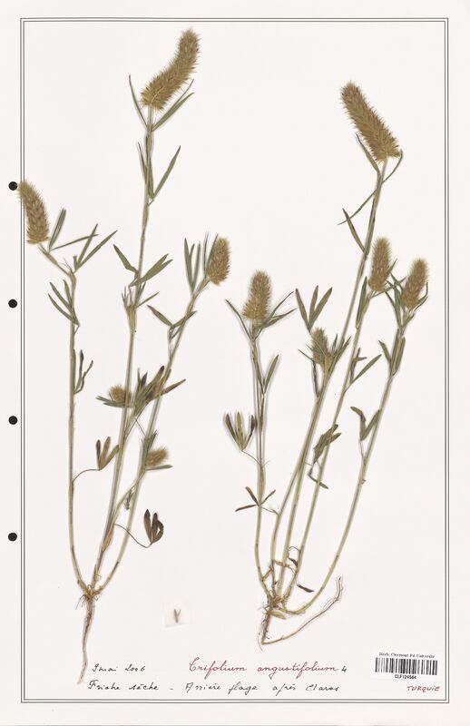 Trifolium angustifolium  (Fabaceae)