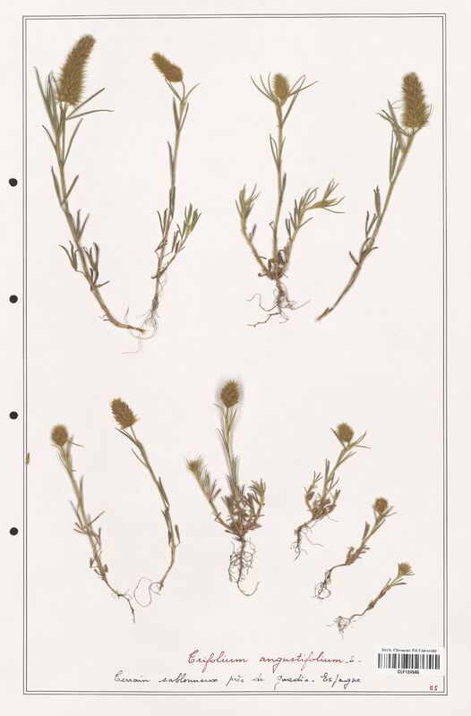 Trifolium angustifolium  (Fabaceae)