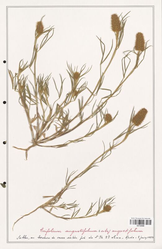 Trifolium angustifolium  (Fabaceae)