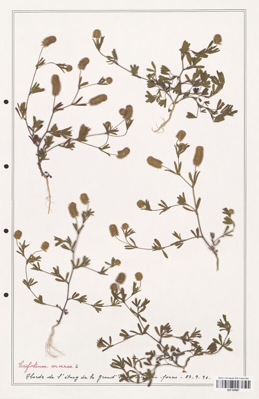 Trifolium arvense  (Fabaceae)