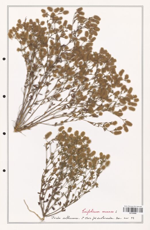 Trifolium arvense  (Fabaceae)