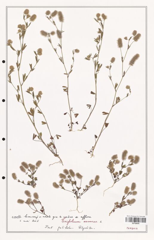 Trifolium arvense  (Fabaceae)