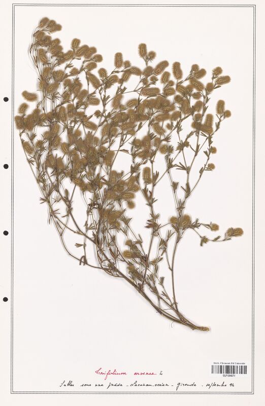 Trifolium arvense  (Fabaceae)