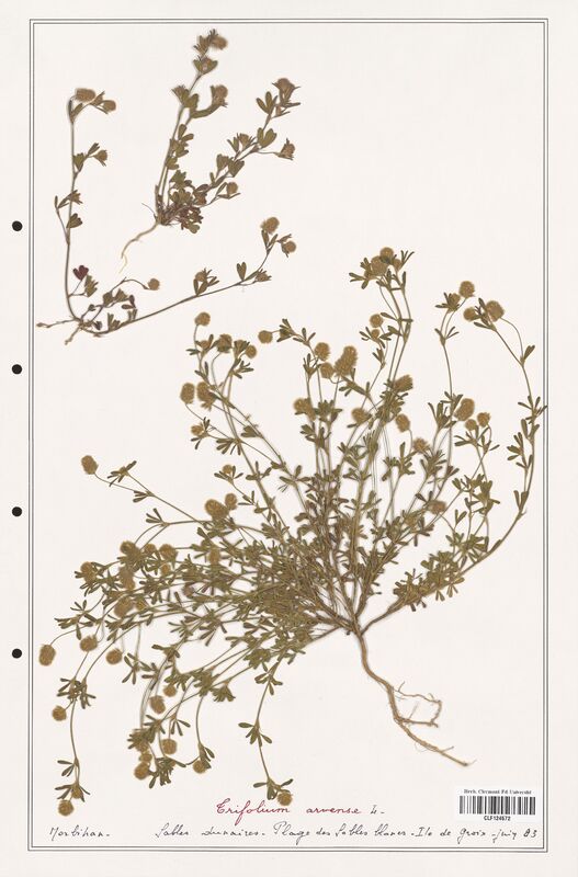 Trifolium arvense  (Fabaceae)