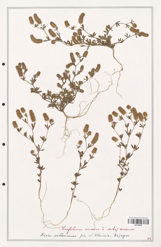 Trifolium arvense  (Fabaceae)