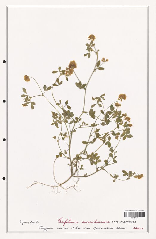 Trifolium aurantiacum  (Fabaceae)