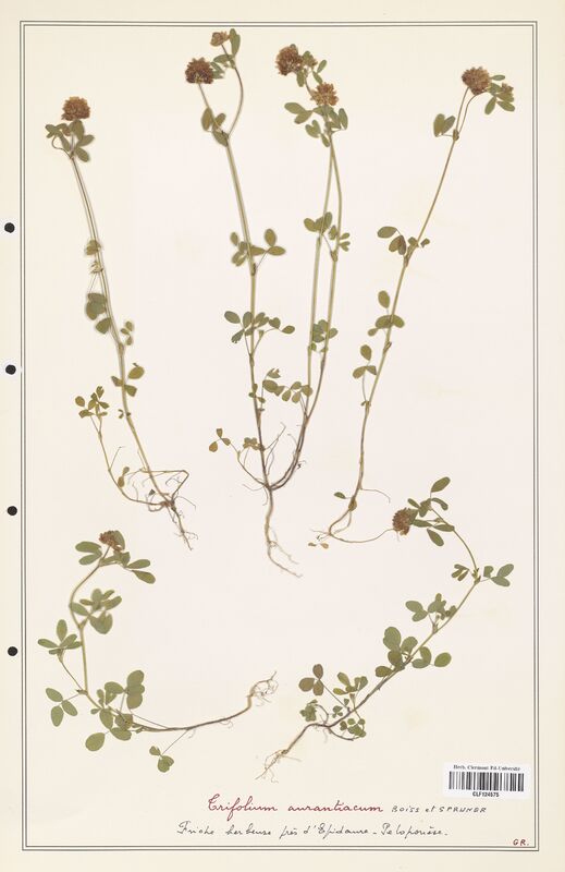 Trifolium aurantiacum  (Fabaceae)