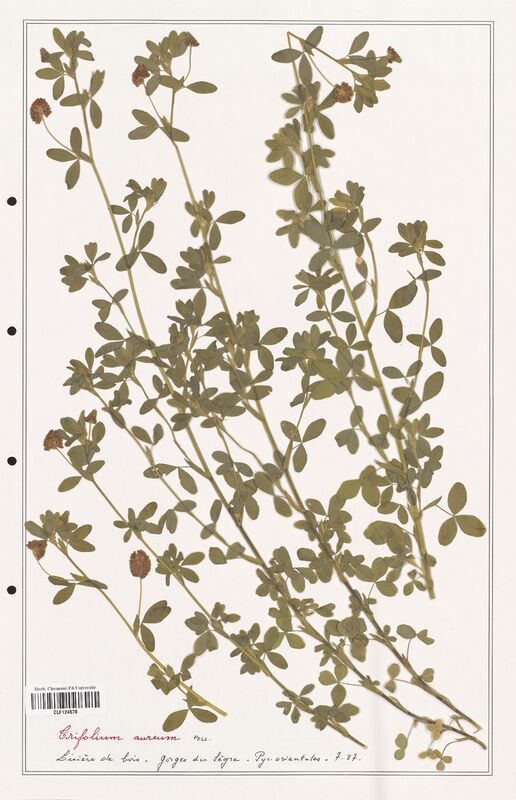 Trifolium aureum  (Fabaceae)