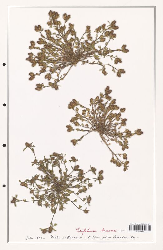 Trifolium bocconei  (Fabaceae)
