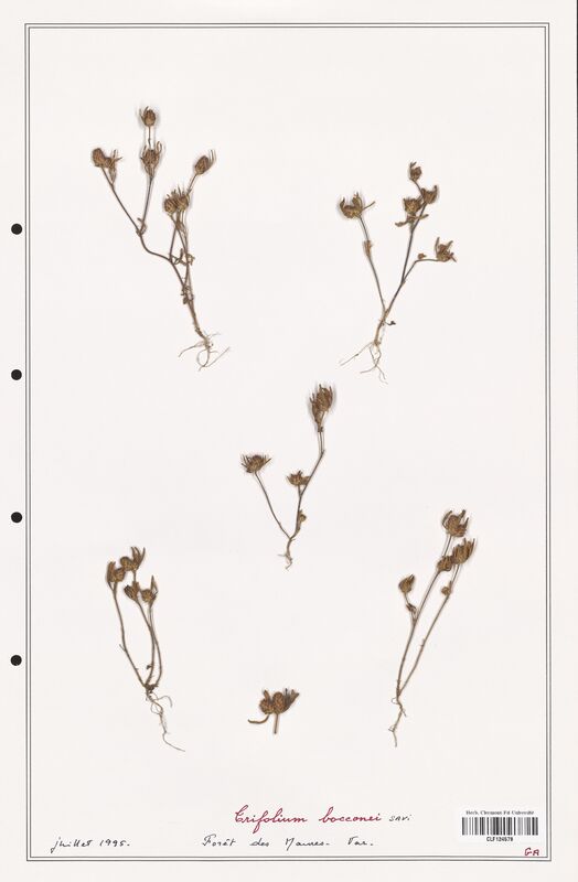Trifolium bocconei  (Fabaceae)
