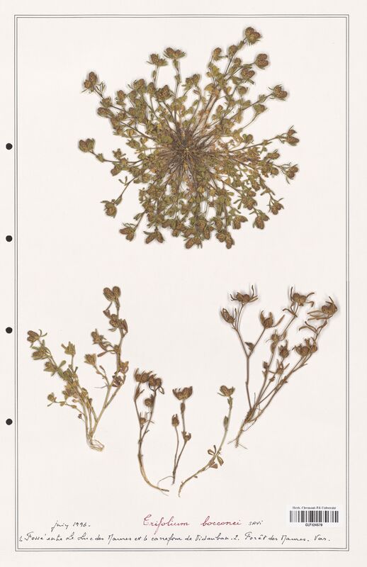 Trifolium bocconei  (Fabaceae)