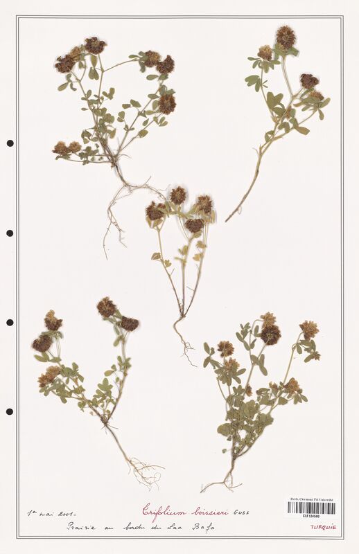 Trifolium boissieri  (Fabaceae)
