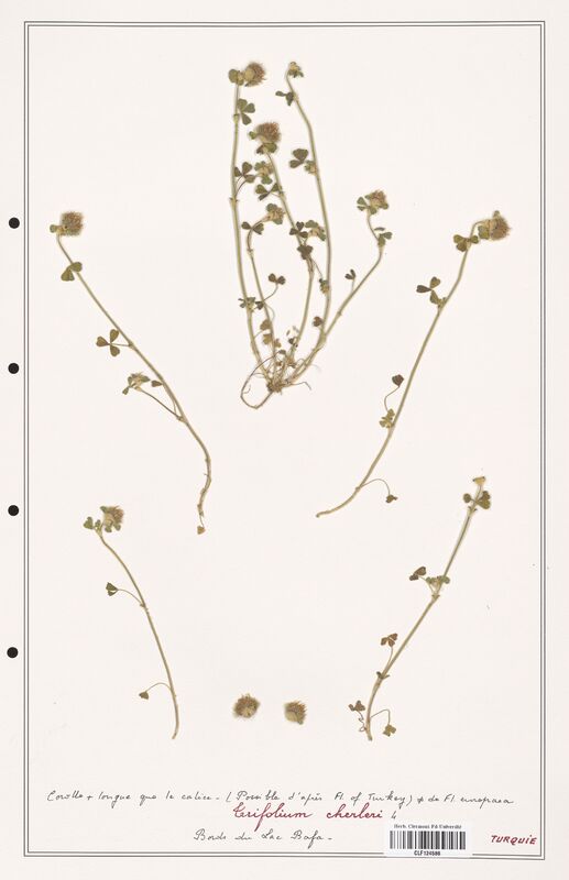 Trifolium cherleri  (Fabaceae)