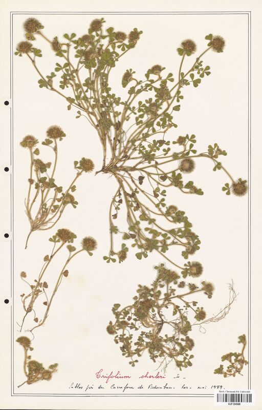 Trifolium cherleri  (Fabaceae)