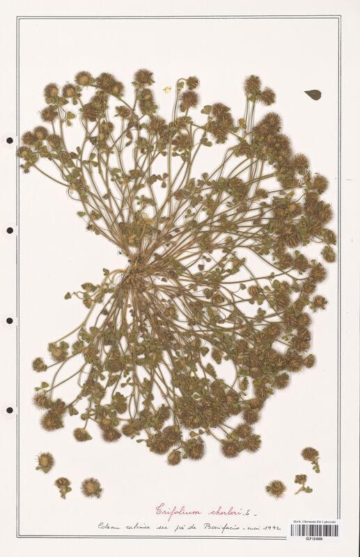 Trifolium cherleri  (Fabaceae)