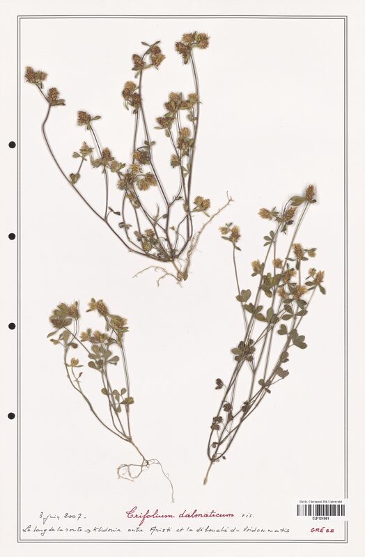 Trifolium dalmaticum  (Fabaceae)